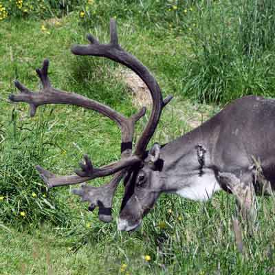 Rentier im Osten Islands